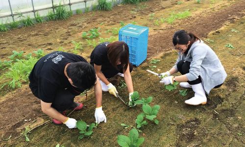 生産者のお手伝い